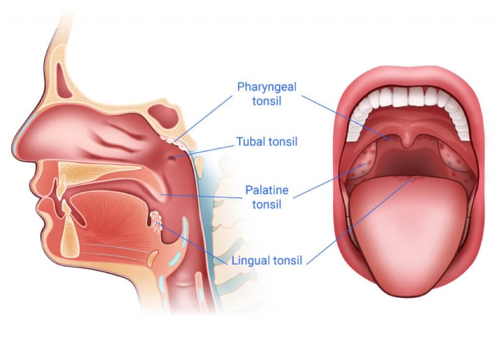 Types Of Tonsil Anatomy - Tonsils' function